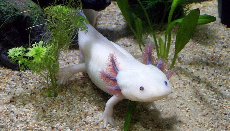 axolotl