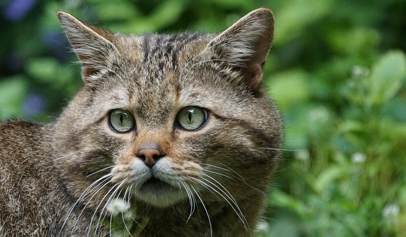 Il gatto selvatico scozzese | Ecoseven