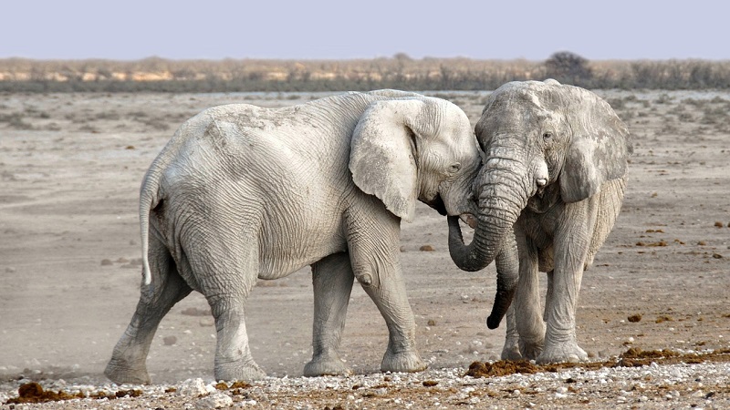 elefanti morti in botswana