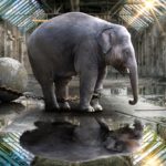 elefanti in cattività