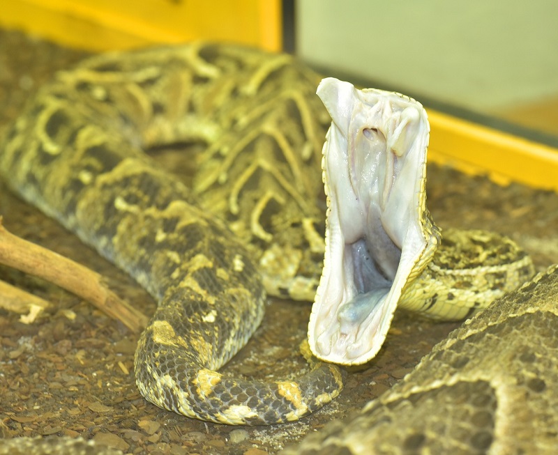 i serpenti hanno i denti