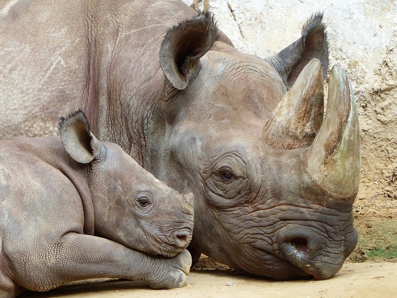 rinoceronti radioattivi