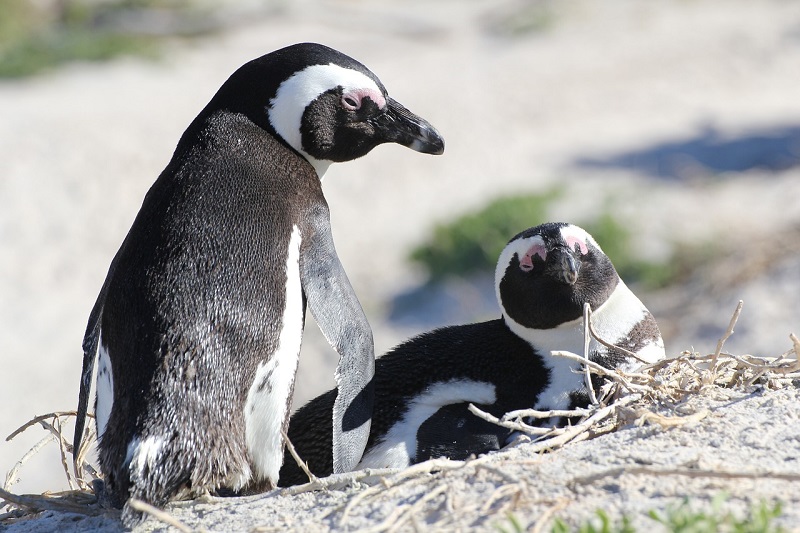 pinguini africani