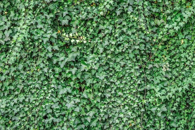 parete verde