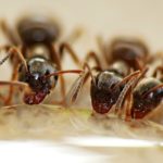 formiche pazze