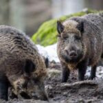 Calabria: è allarme fauna selvatica, nel 2023 boom danni per agricoltori, indennizzi a rilento