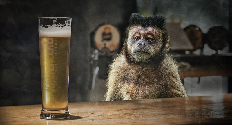 scimmia ubriaca