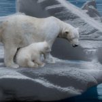Alcuni orsi polari si sono adattati ai cambiamenti climatici