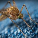 Liberi dalle zanzare: un esperimento svela cosa le spinge a pungerci