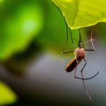 11 piante che allontanano le zanzare