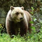 Trento, turista straniero aggredito da un orso a Dro: è ricoverato in ospedale
