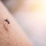 Dengue, scatta l'allerta per le Regioni: stretta contro rischio di trasmissione autoctona