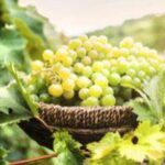 Sicilia, Fedagricoltura: Stato di crisi eccezionale del comparto dell'uva da tavola