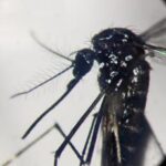 Dengue, record di casi nelle Americhe: Oltre 3 milioni da inizio anno