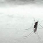 Malaria tornerà in Italia? L'esperto: No allarme ma guardia alta