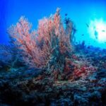 Clima, Wwf: Ridurre stress su barriere coralline ed emissioni gas serra
