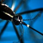 Dengue, in Italia 117 casi nel 2024: concentrati in Veneto, Lazio e Lombardia