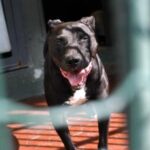 Aggressione pitbull, veterinario: Non demonizzare ma vanno gestiti con regole severe