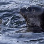Aviaria, virus uccide le foche in Canada: studio allarma gli scienziati