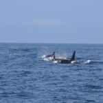 Orche speronano e affondano yacht di 15 metri, attacco choc nello stretto di Gibilterra