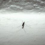 Andreoni: 750mila decessi l'anno al mondo per malattie trasmesse da zanzare