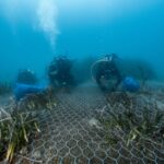 Findus al lavoro con One Ocean Foundation per preservare gli ecosistemi marini