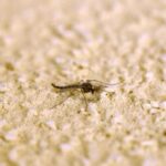 Zanzara giapponese in Italia, l'esperto: Diffusa al Nord, se punge grossi pomfi