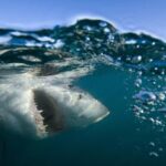 Come sopravvivere a un attacco di squalo. O meglio ancora, come evitarlo del tutto