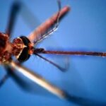 Dengue, nel microbioma delle zanzare un batterio alleato per controllarla: lo studio