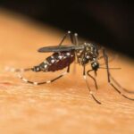 Dengue, probabile caso in provincia di Firenze