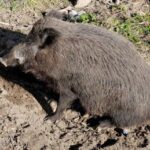 Bambino morso da cinghiale in spiaggia alla Maddalena