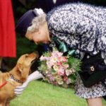 Dai Corgi di Elisabetta al Teckel di Margrethe, cani passione reale