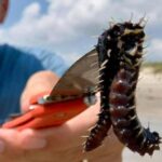 I vermi di fuoco in spiaggia, l'ultimo incubo delle vacanze