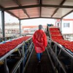 Pomodoro, Mutti: Campagna difficile da Nord a Sud, in ansia per raccolto