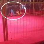 Orso si ribella al domatore, panico al circo - Video