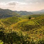 Unesco, Airbnb e Associazione Patrimonio Colline del Prosecco, patto per promuovere il sito